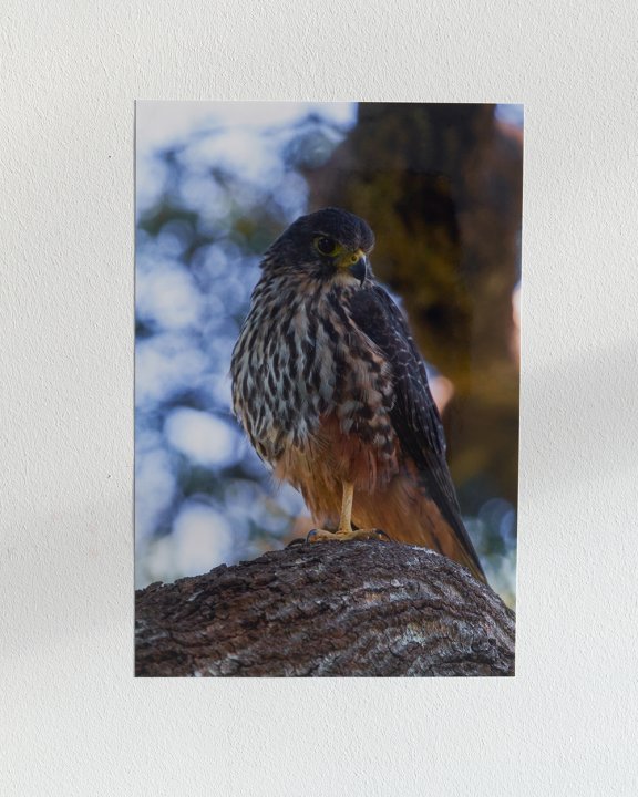 Richard Frater, <em>Karearea</em>, 2019, Inkjet print, 43 x 29 cm HEFTI_DSF4003%20v3%20web45_0